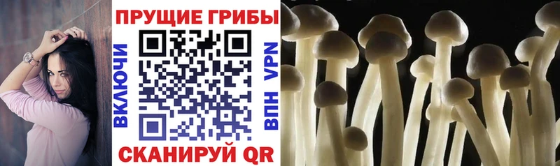 hydra как зайти Брянск Псилоцибиновые грибы Psilocybe цена